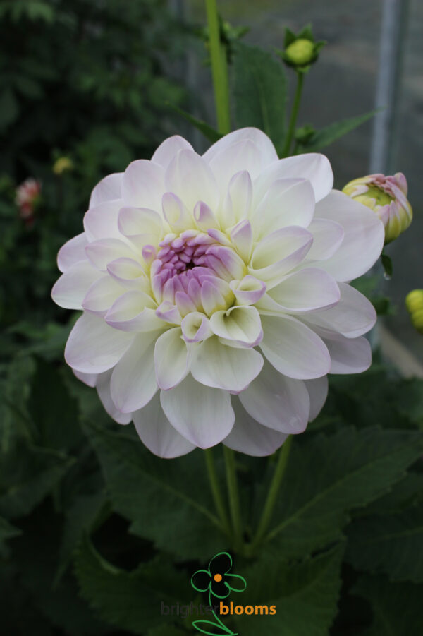 Dahlia Eveline - Image 2