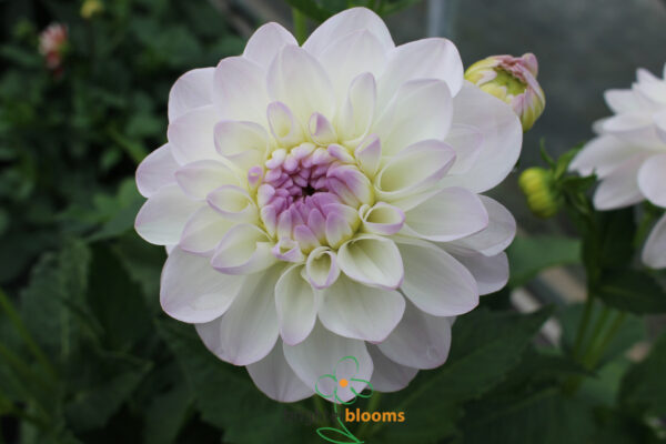 Dahlia Eveline