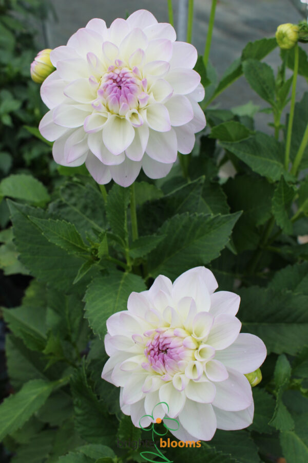 Dahlia Eveline - Image 6