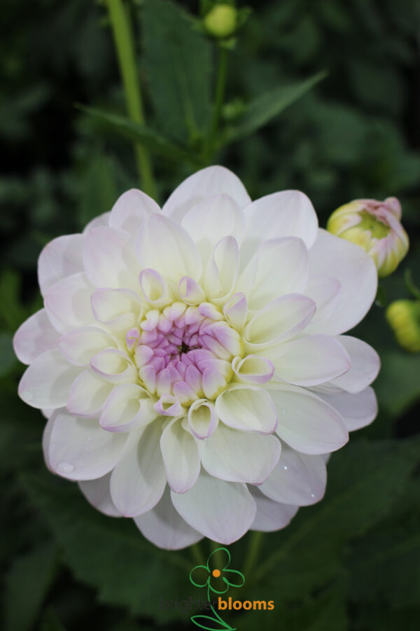 Dahlia Eveline - Image 5