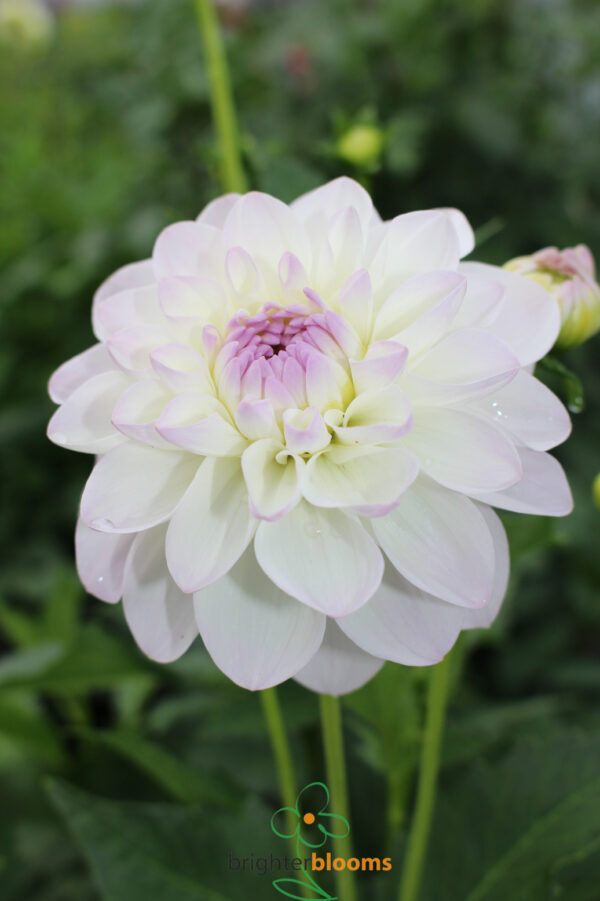 Dahlia Eveline - Image 4
