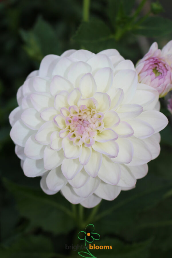 Dahlia Eveline - Image 3