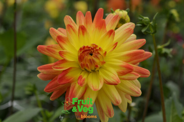 Dahlia Vectra