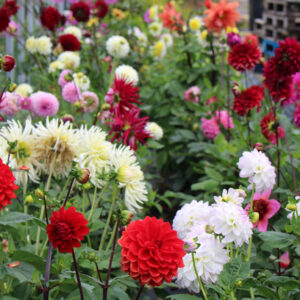 Dahlia Tubers