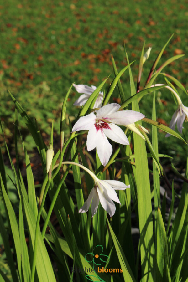 Gladiolus callianthus (Acidanthera) - Image 2