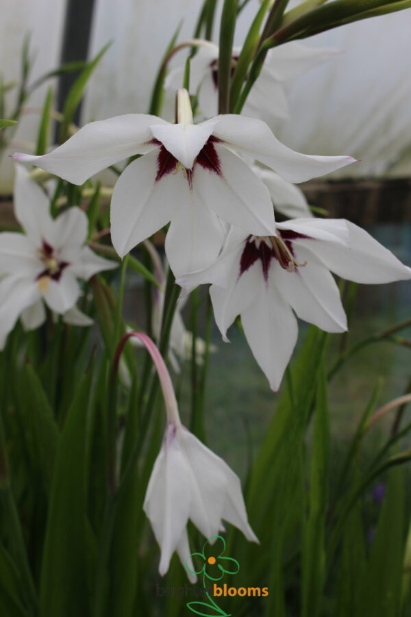 Gladiolus callianthus (Acidanthera) - Image 3