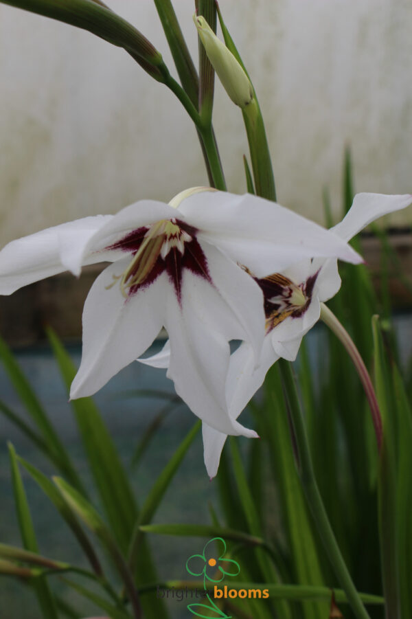 Gladiolus callianthus (Acidanthera)