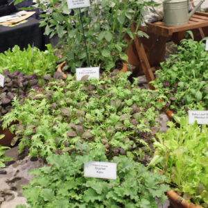 Baby Leaf Salad