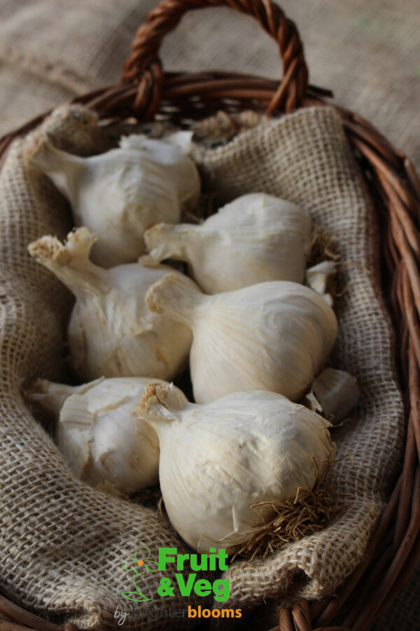 Garlic Mersley Wight - Autumn - Image 4