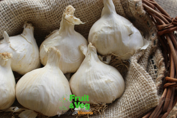 Garlic Mersley Wight - Autumn