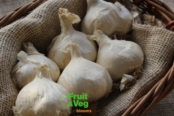 Garlic Mersley Wight - Autumn - Image 3