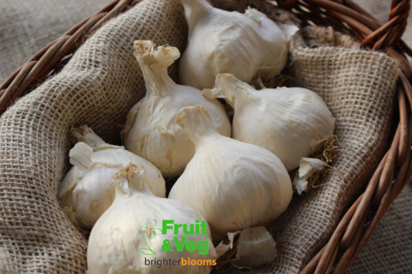Garlic Mersley Wight - Autumn - Image 2