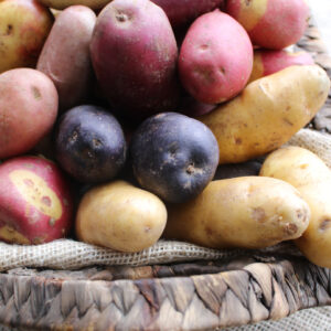 Seed Potatoes