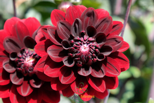Dahlia Karma Chocolate