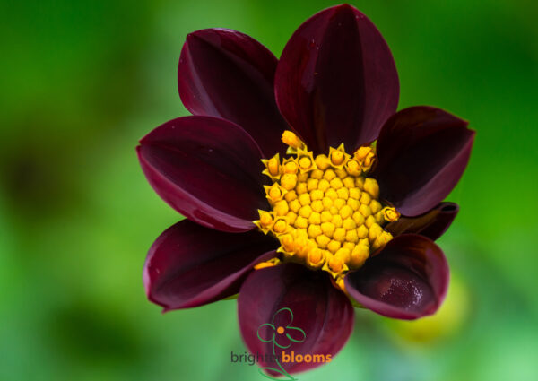 Dahlia Mexican Star
