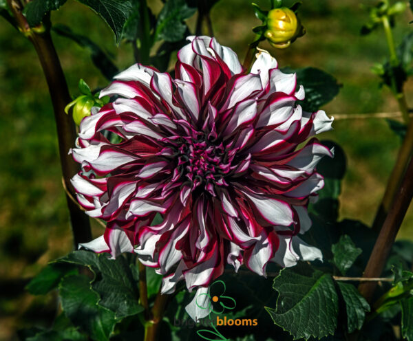 Dahlia Tartan