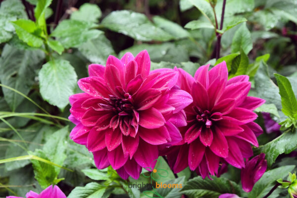 Dahlia Thomas Edison