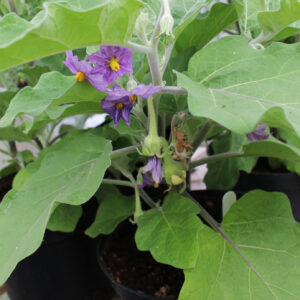 Aubergine Plants