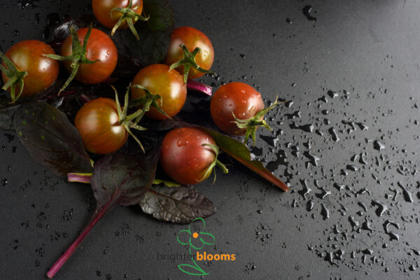 4 Tomato Black Opal