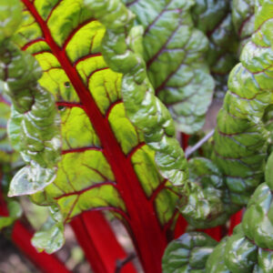 Leef Beet/Chard