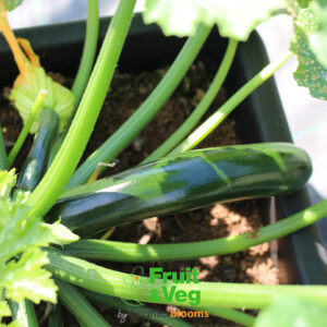 Courgette Plants