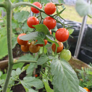 Tomato Plants