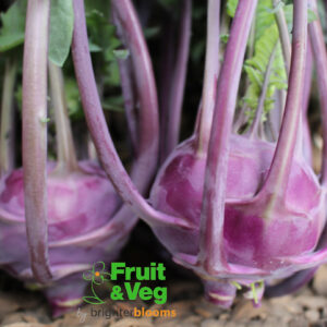 Kohl Rabi