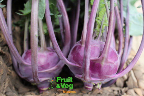 Kohl Rabi Purple Delicacy