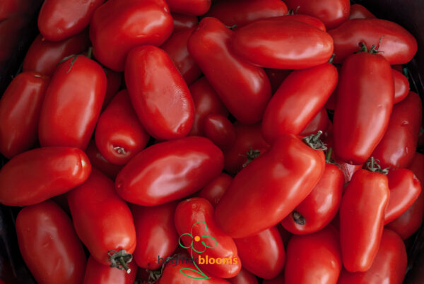 4 Tomato Marzano Nano
