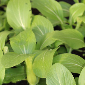 Pak Choi