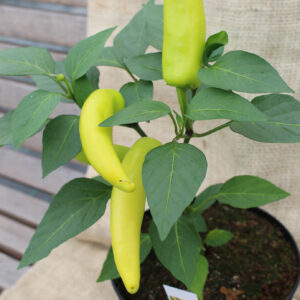 Pepper Plants