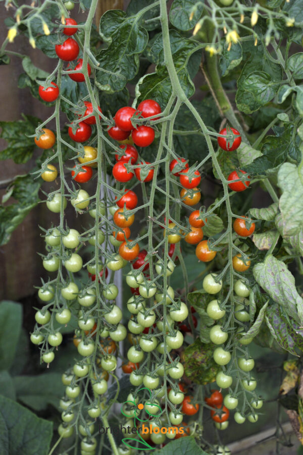4Tomato Sweet Million