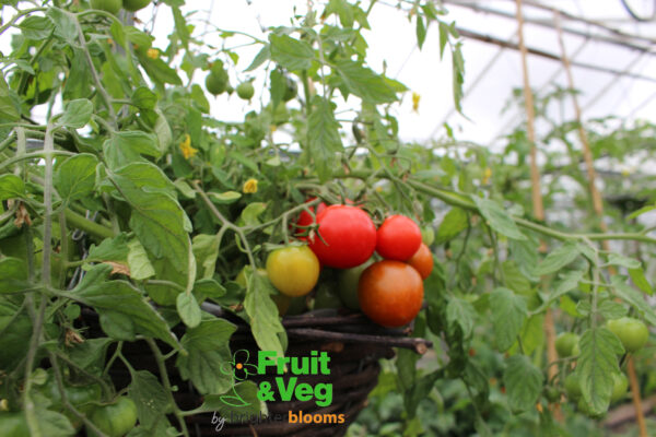 4 Tomato Tumbling Tom Red - Image 3