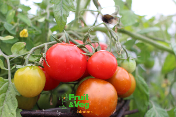 4 Tomato Tumbling Tom Red - Image 5