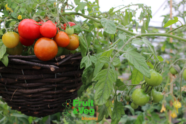 4 Tomato Tumbling Tom Red - Image 4