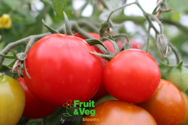 4 Tomato Tumbling Tom Red