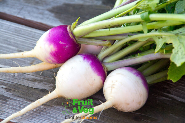 Turnip Purple Top Milan