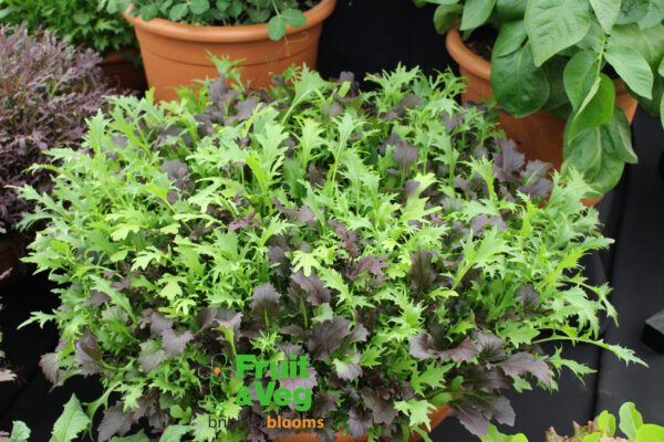 Frilly Leaf Salad Mix
