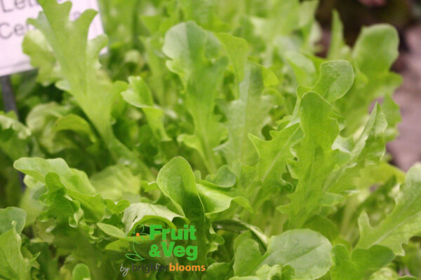 Lettuce Baby Leaf Seed Collection - Image 4