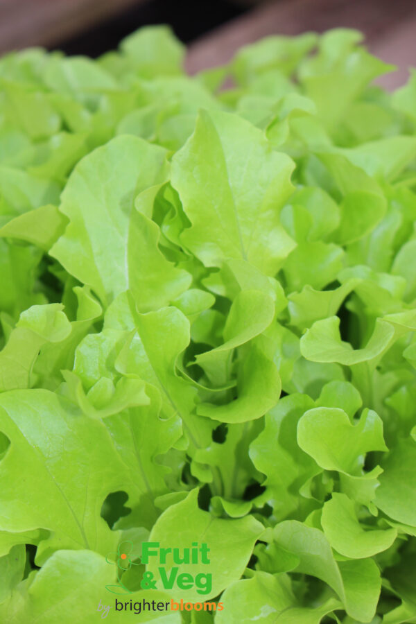 Lettuce Baby Leaf Seed Collection - Image 3
