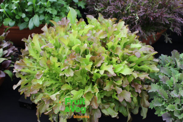 Lettuce Baby Leaf Seed Collection - Image 6
