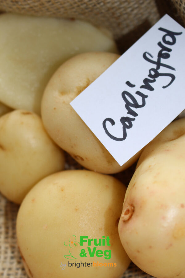 Seed Potato Carlingford