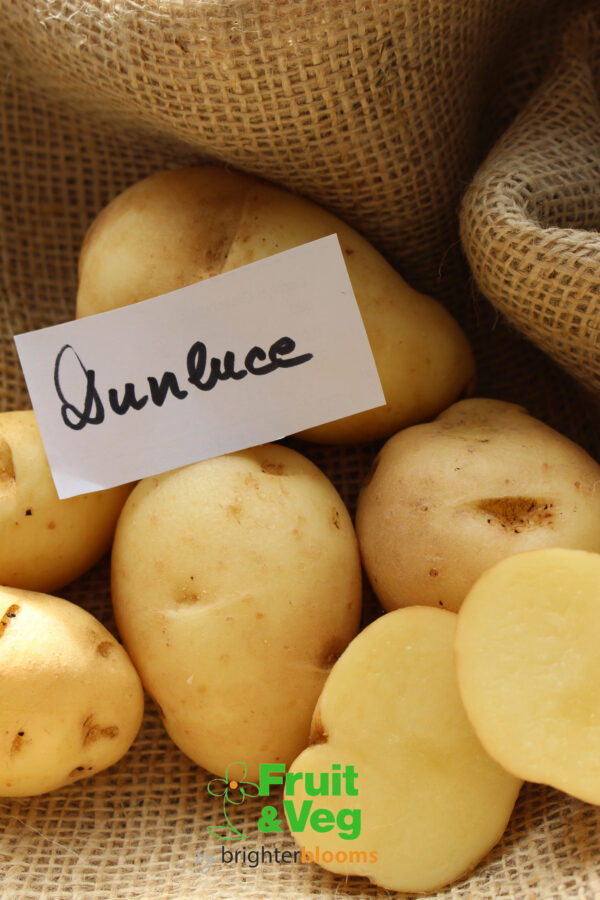 Seed Potato Dunluce
