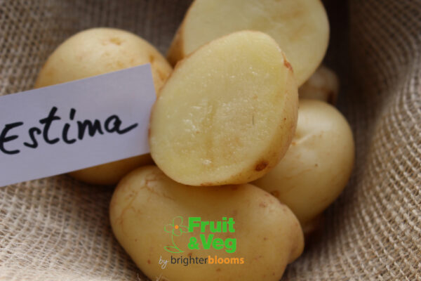 Seed Potato Estima