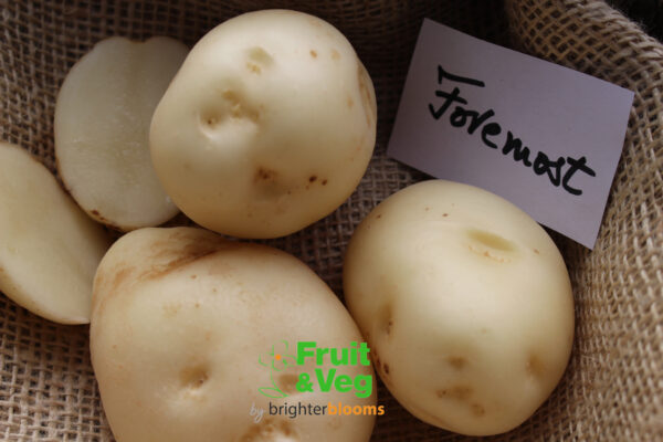 Seed Potato Foremost