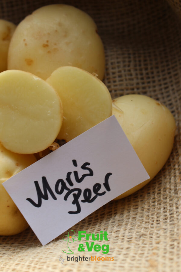 Seed Potato Maris Peer (Organic)