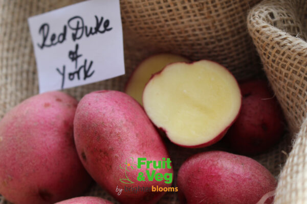 Seed Potato Red Duke of York