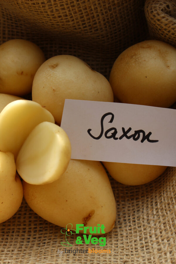 Seed Potato Saxon