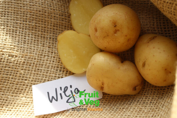 Seed Potato Wilja