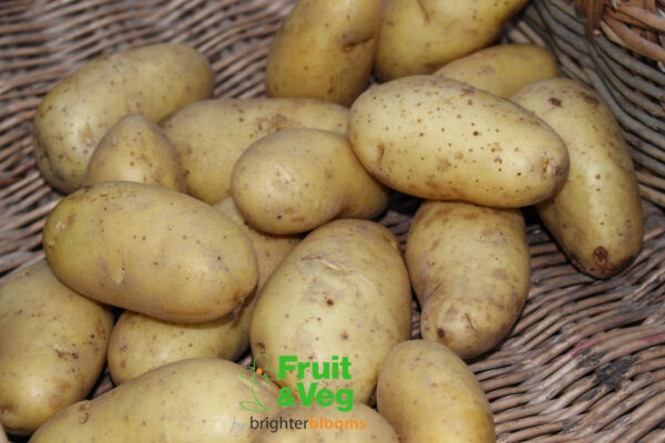 Seed Potato Twinner